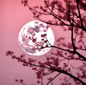 Pleine lune rose Une vague d’amour et d’équilibre t’attend ce 13 avril.Sous l’énergie douce de la Balance et de Vénus, cette pleine lune est là pour t’aider à Retrouver ton équilibre intérieur
